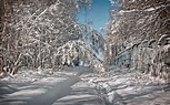 Wallpaper : forest, nature, snow, winter, branch, ice, frost ...