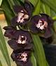 Orquídea negra, la más exótica y benéfica variedad de estas plantas ...