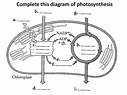 Biology photosynthesis quiz Diagram | Quizlet