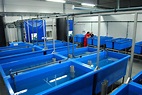 Hatchery of Agro Rybia Farma - Aquaculture ID