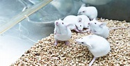Frozen Feeder Animals, Mice, Rats, Chicks - Reptile Food - Big Cheese ...