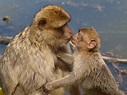 Free Images : wildlife, love, young, kiss, mammal, fauna, primate ...