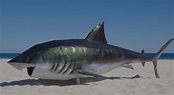 Los 8 Mejores Tiburones De Acero | (2023)