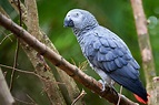 Papagaio do congo: confira curiosidades e como criar um! | Guia Animal
