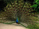 El pavo real común | La guía de Biología