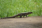 Tipos de lagartos brasileiros: conheça os grandes e pequenos | Guia Animal