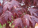 Japanese maple problem #210836 - Ask Extension