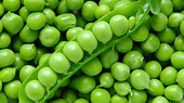Primogénita: la primera variedad de arveja de semilla verde del INTA ...