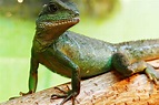 Imagen gratis: Lagarto, reptil, camaleón, Zoología, dragon, vida ...