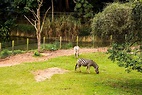 Zoológico de São Paulo - Um pedaço da Mata Atlântica na cidade com mais ...