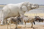The white elephant in Etosha National Park - Mirror Online