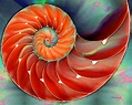 Nautilus Shell Art - Nature's Perfection 2 - By Sharon Cummings ...