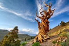 Presentamos a Matusalén, el árbol más antiguo del planeta