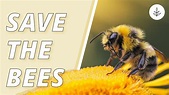 7 WAYS To Help SAVE THE BEES