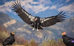 Comeback of the California Condor | Oregon Wild