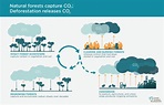 Deforestation 101: How It Happens, Why, and Solutions