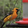 Black and Orange Birds - Picture and ID Guide - Bird Advisors