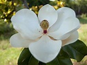 Mississippi State Flower | Magnolia the state flower of Miss… | Flickr