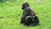 Reproducción de los gorilas, de montaña y los occidentales