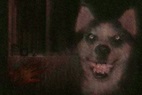 Who's Smile Dog? - The Scary Story Behind The Creepypasta - Mundo Seriex