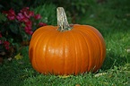 File:Pumpkin.jpg - Wikimedia Commons