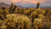 Cholla Cactus Garden (U.S. National Park Service)