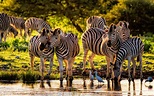 Beautiful Animals From The Wild Cebras Namutoni Restcamp In Etosha ...