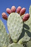 Prickly Pear Fruit Harvest – Information On Picking Prickly Pear Fruit