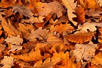 Automne et feuilles mortes au pied d'un chêne | Photo-Paysage.com, le blog