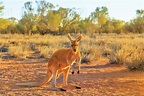 Side view of red kangaroo (Macropus rufus) standing on the red sand of ...
