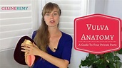 Vulva Anatomy - A Guide To Your Private Parts - YouTube