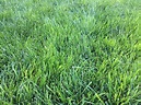 Tall Fescue - Database Plants