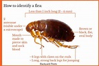 7 Places To Look For Fleas In Your House (And How To Find Fleas Hiding ...