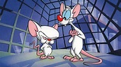 'Pinky y Cerebro' podrían regresar en el reboot de 'Animaniacs'