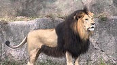 Barbary Lion Facts, Habitat, Last Sightings, Pictures and Diet