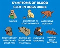 Understanding a Dog’s Blood Type: Unraveling the Different Blood Types ...