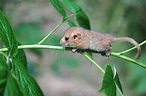 10 Facts About Dormice