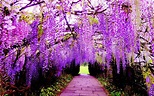 Japan Flower Tunnel Wallpapers - Wallpaper Cave