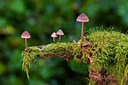 Definición de reino fungi. Su origen, características e importancia