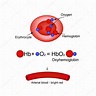 Oxihemoglobina. La hemoglobina transporta oxígeno. Infografías ...