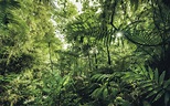 Top 10 Most Beautiful Jungles of the World (Updated 2021) - Phenomenal ...