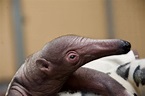 Houston Zoo Welcomes Baby Giant Anteater - The Houston Zoo