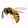 Wasps | Facts & Identification, Control & Prevention