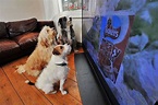 Lo que ven las mascotas cuando miran televisión | Digital News