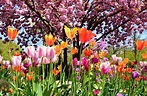 "Frühlingsgrüße" Foto & Bild | jahreszeiten, frühling, mix Bilder auf ...