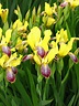 Bunte Schwertlilie Iris variegata Beschreibung Steckbrief Systematik