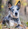 Pictures of Blue Heelers - Beautiful Images of Australian Cattle Dogs