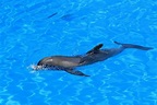 Animali che sanno nuotare: i più abili nuotatori in natura