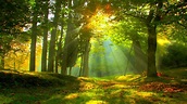Sun rays in forest wallpaper - backiee