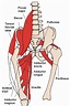 Adductor brevis muscle - Wikipedia
